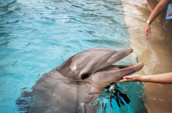 Beratung in stürmischen Zeiten. Was wir von Delfinen lernen können.